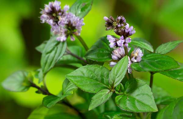  - Essential Oils